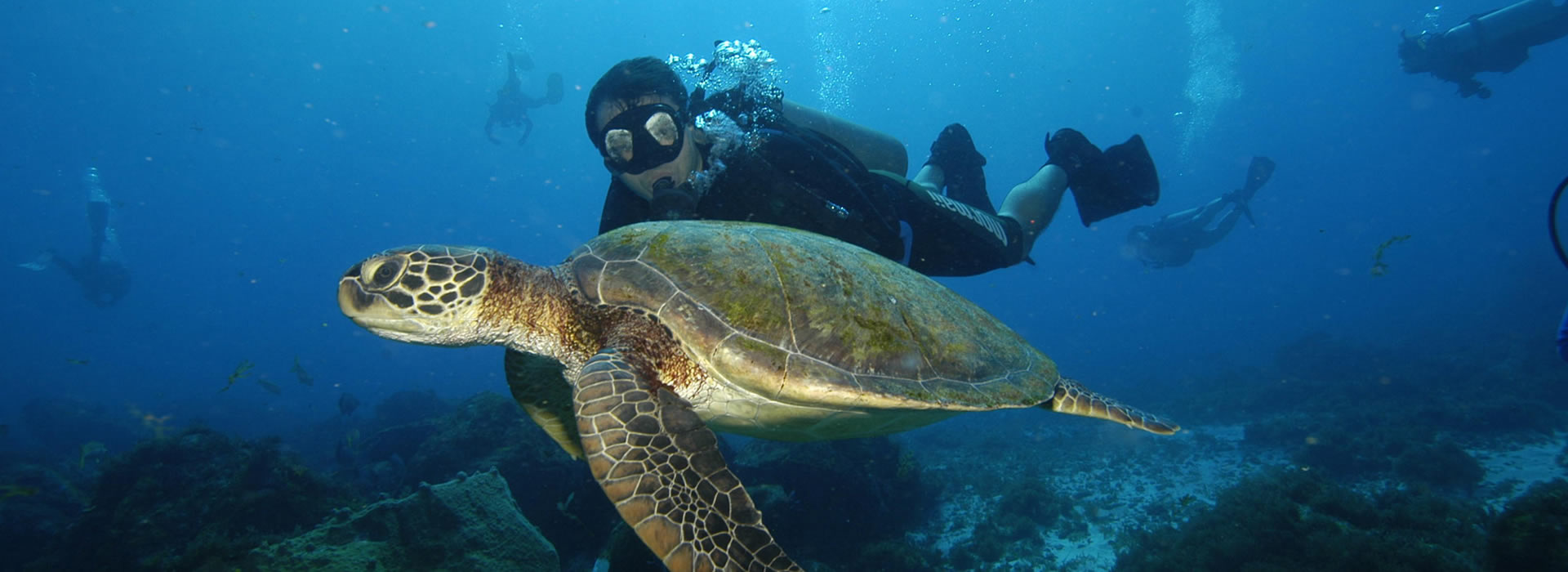 Read more about the article Scuba Diving